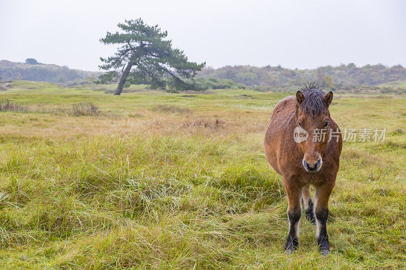 荷兰弗里斯兰的Schiermonnikoog Wadden岛，马在沙丘上吃草